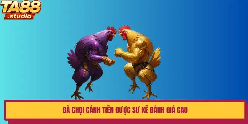 Gà chọi cánh tiên được sư kê đánh giá cao