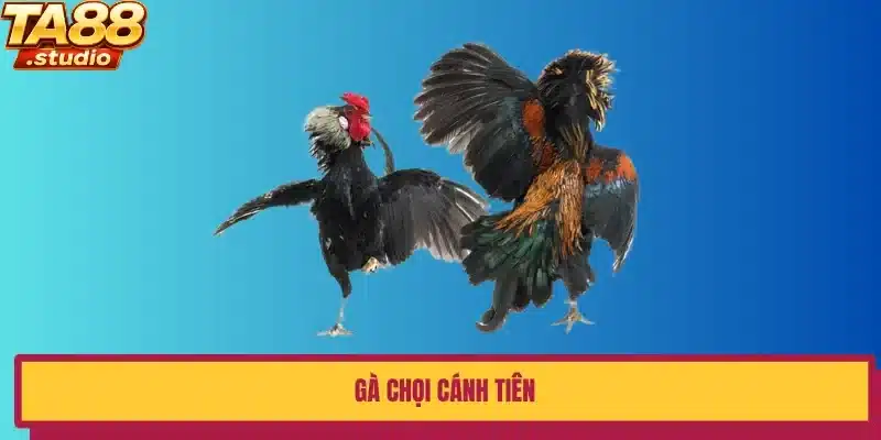 gà chọi cánh tiên